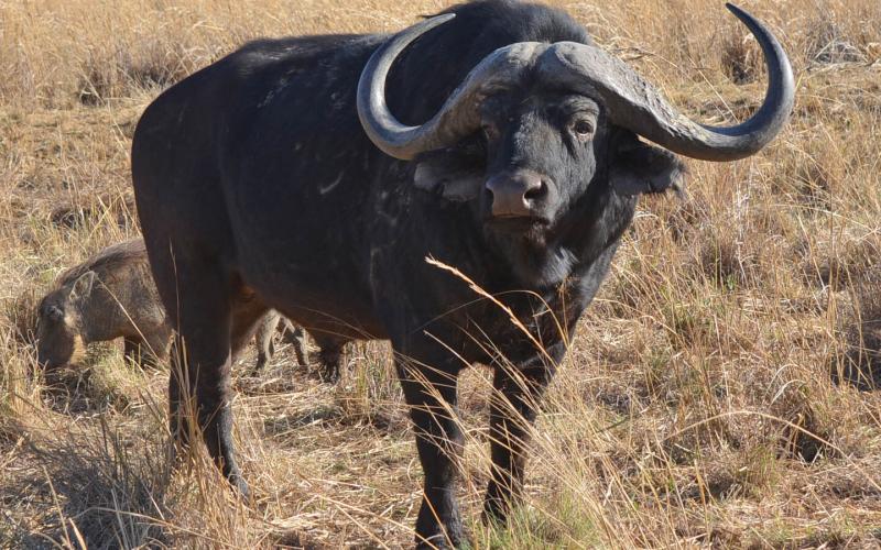 Madikwe/Oos Afrika Buffel Bul