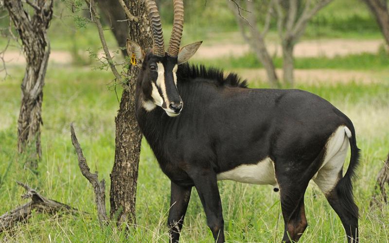 Matetsi Sable Bul.