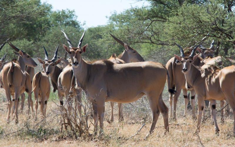 Livingstone Eland Koeie/Verse