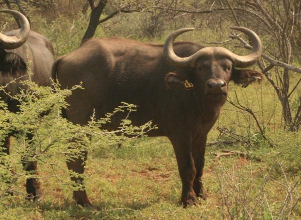 Buffel Bulle Pakkie 3