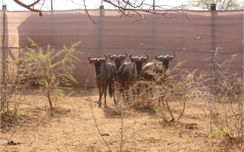 Blue Wildebeest - Cows