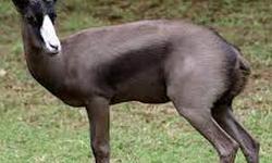 Black-Springboks.jpg