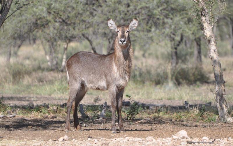 Waterbok Koeie