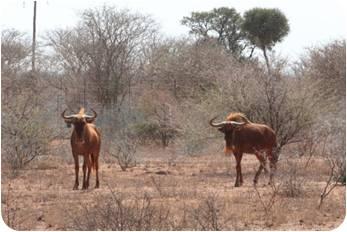 Golden King Wildebeest Bull