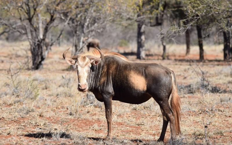 Konings Wildebees Koeie en Kalf