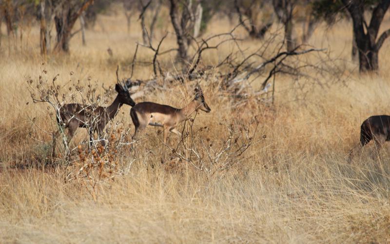 Saddleback Rooibok Ramme