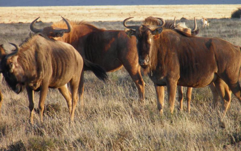 Split Goue Wildebees Koeie