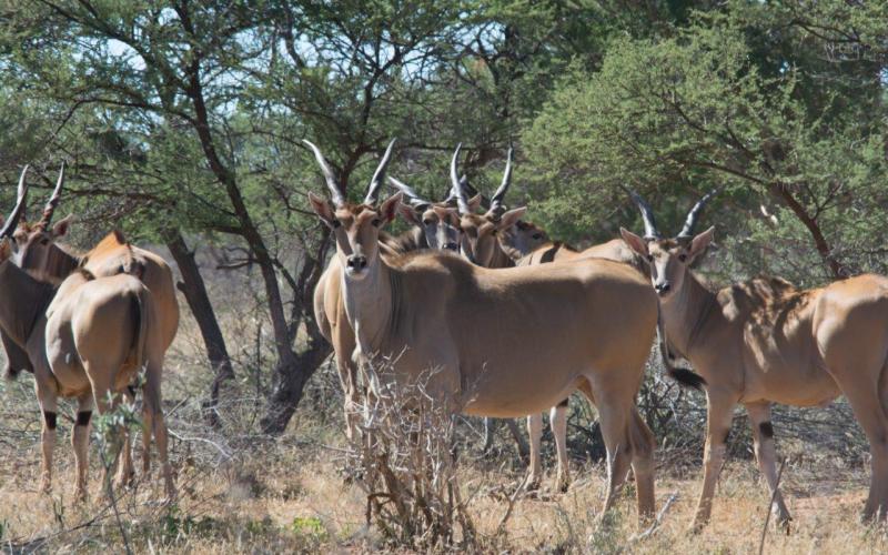 Livingstone Eland Koeie/Verse