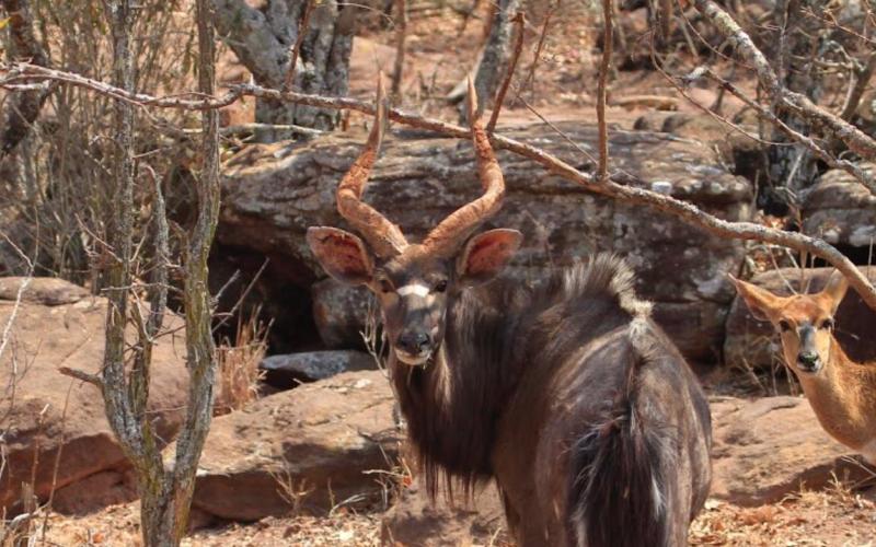 Nyala Bul.