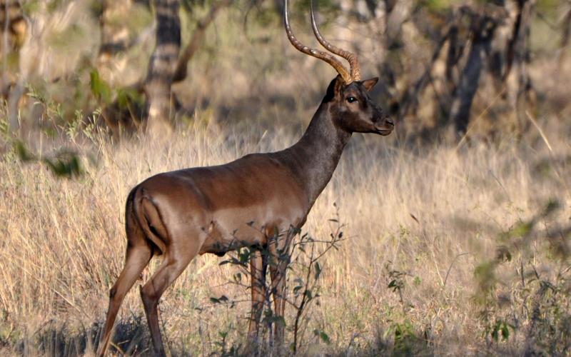 Swart Rooibok Ramme 24 Mnd