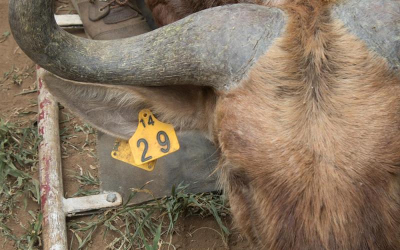 Goue Wildebees Bul Y14-29