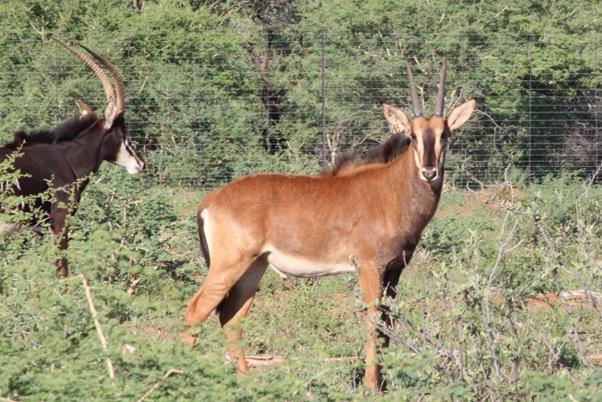 Kruis Zambiese Sable Bulletjies Pakkie 2