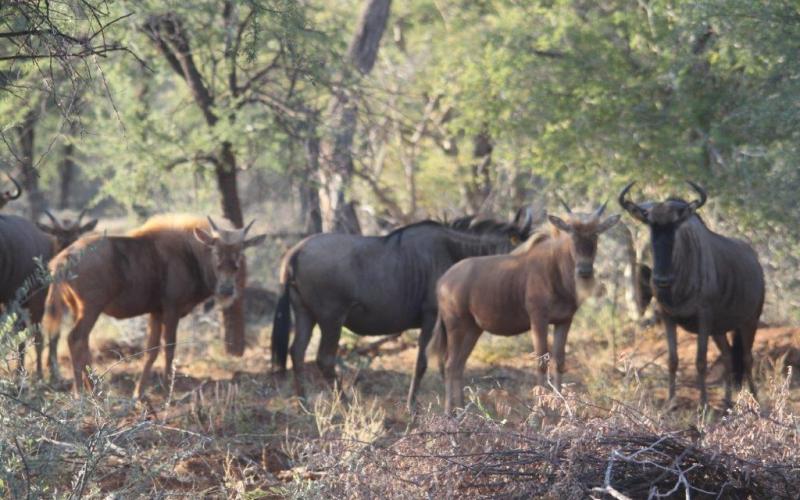 Split Goue Wildebees Pakkies