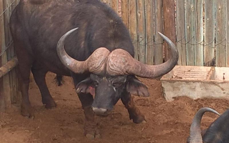 Kruis Oos Afrika/Addo Buffel Bul