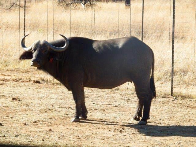 Oos Afrika Buffel Koeie Pakkie