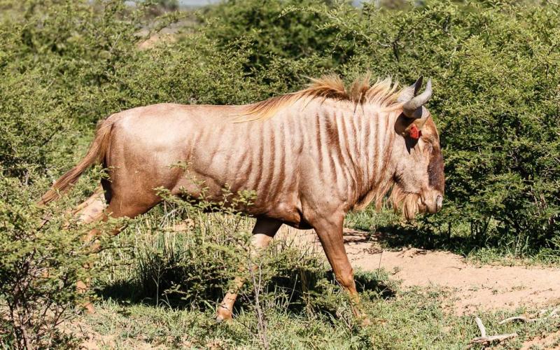 Goue Wildebees Bul H13