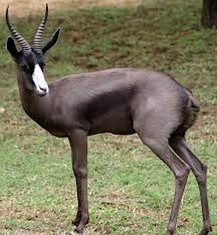 Springbuck "Grand Slam"