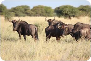 Blue Wildebeest Cows and Heifers