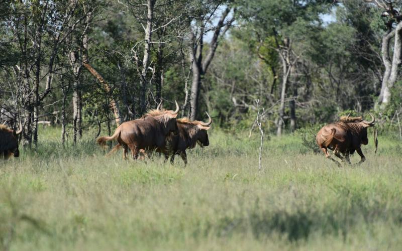 Goue Wildebees Bulle-