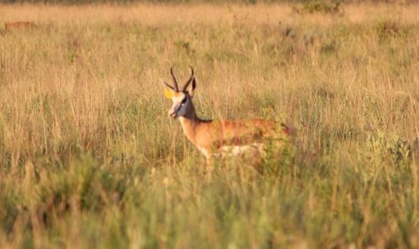 Hartwater Springbokke