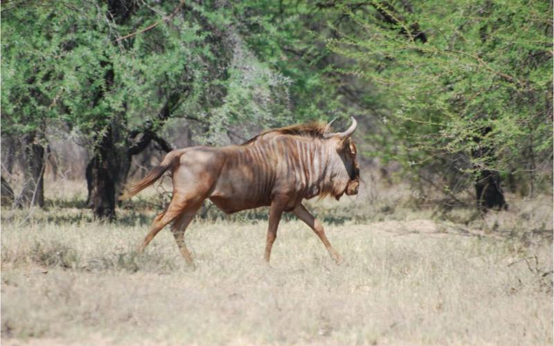Golden - Wildebeest - Bulls