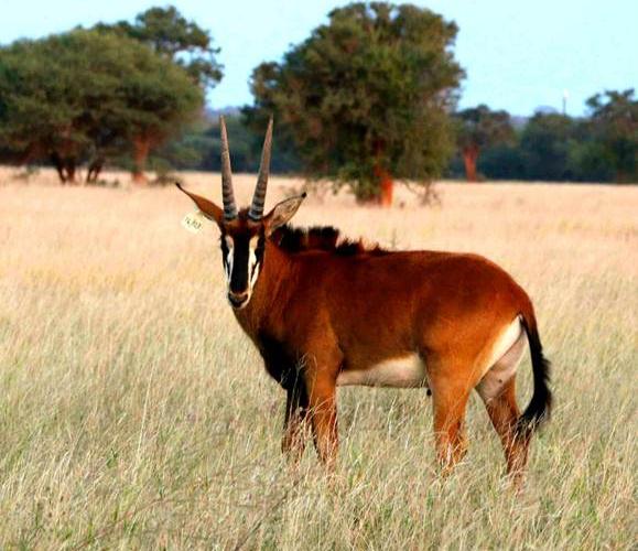Kruis Zambiese Sable Bulle.