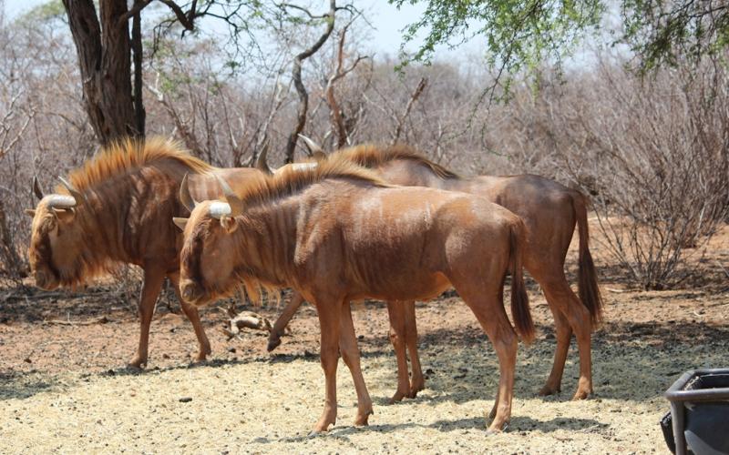Golden - Wildebeest - Bull