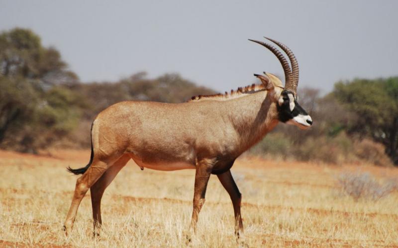 Roan-Bull