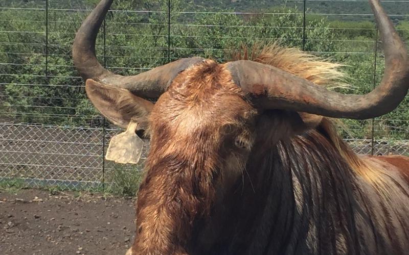Goue Wildebees Bul..