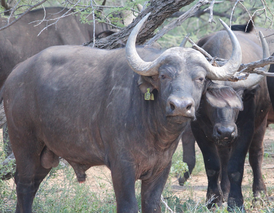 Buffel Bulle Pakkie 1