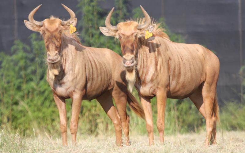 Goue Wildebees Verse...