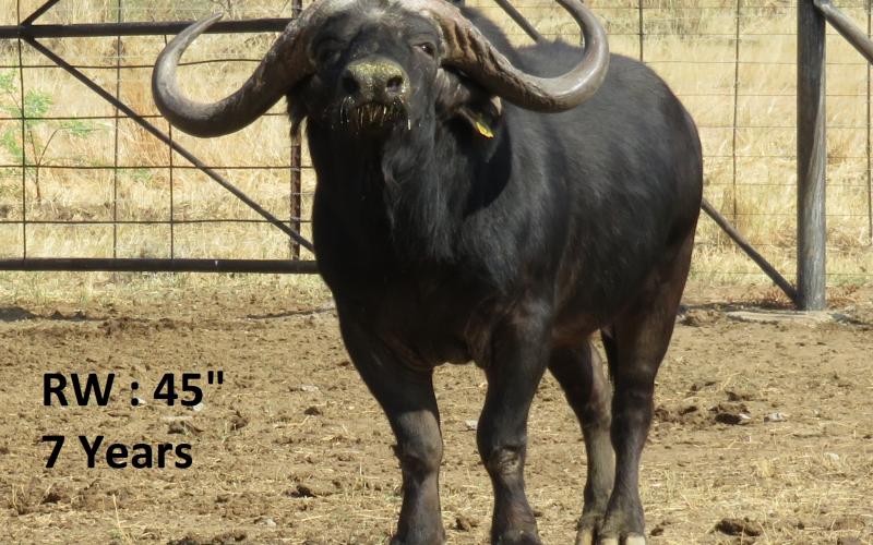 Kruger Buffalo Bull