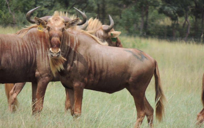 Goue Wildebees Bul