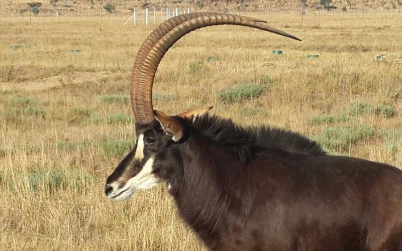 Kruis Zambiese Sable Jagbul