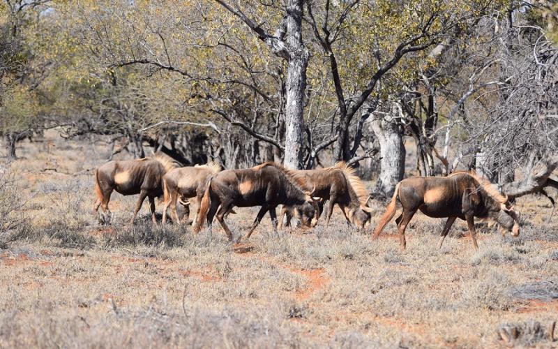 Konings Wildebees Koeie en Kalf