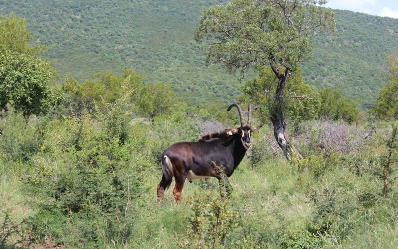 Kruis Zambiese Sable Jagbulle