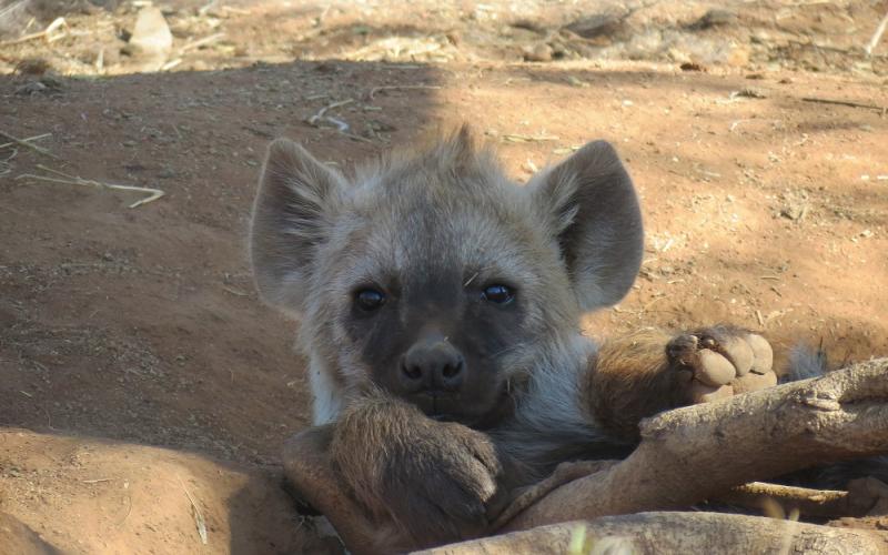 Spotted Hyena Welpies