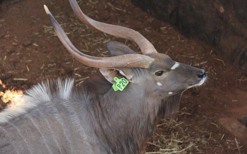 Nyala Bull