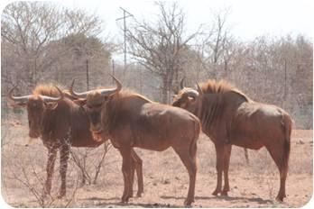 Golden King Wildebeest Bull