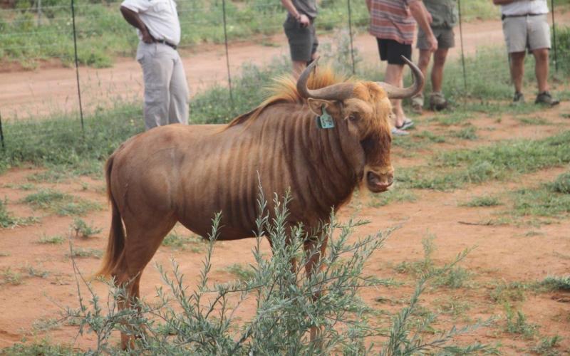 Goue Wildebees Bulle-.