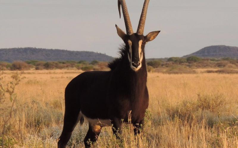 Matetsi Sable Bull