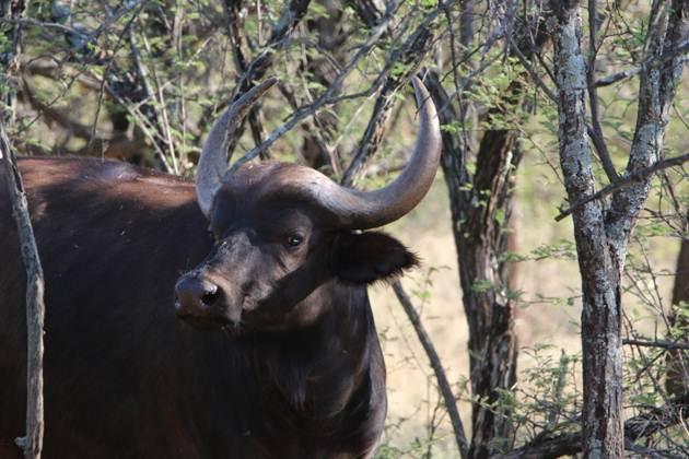 Oos Afrika Buffel Koeie