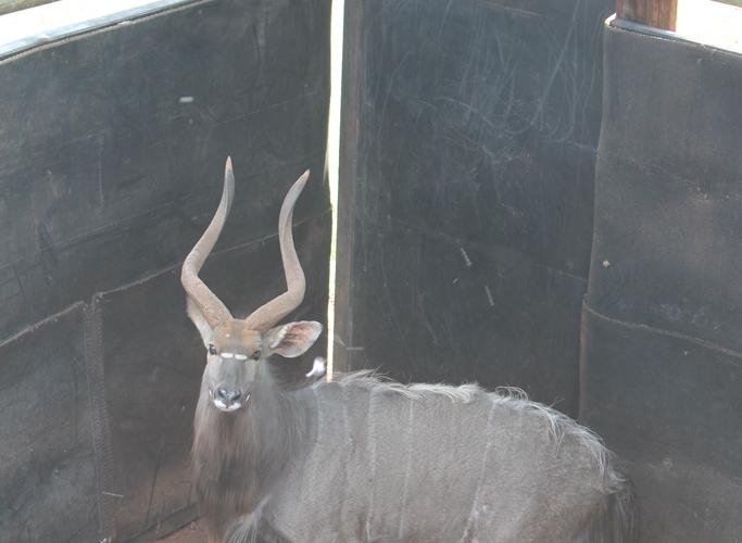 Nyala Bul..
