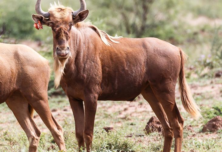Goue Wildebees Bul I12