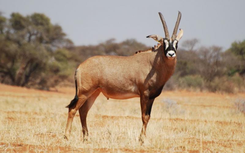 Roan-Bull