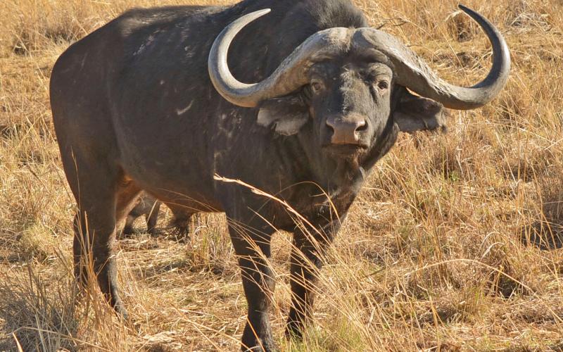 Madikwe/Oos Afrika Buffel Bul