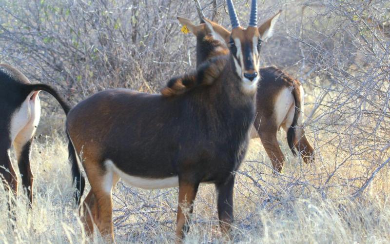 Cross Zambian Sable Heifer