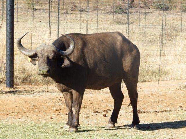 Oos Afrika Buffel Koeie Pakkie