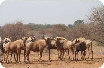 Golden Wildebeest  Bulls.