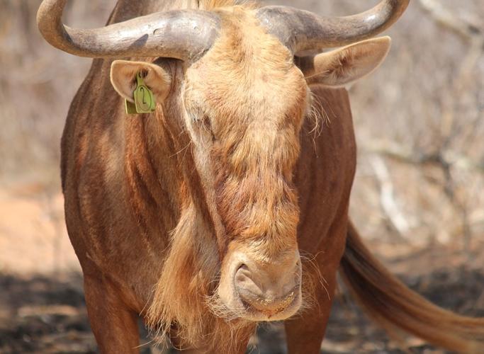 Golden Wildebeest Bul